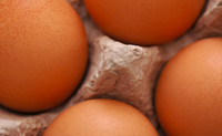 shaw_organic eggs.jpg